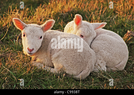 zwei Lämmer liegenden Wiese Stockfoto