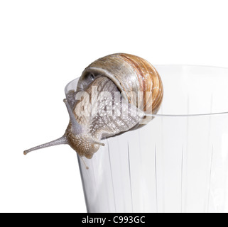 Studiofotografie einer Weinrebe Schnecke beim kriechen über den Rand ein Trinkglas in weißem Rücken Stockfoto