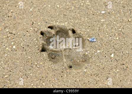 Impressum der eine Hundepfote in sand Stockfoto