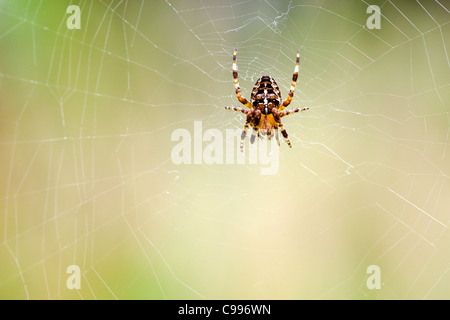 Europäische Gartenspinne, Kreuzweber, Kreuzspinne (Araneus diadematus) im Netz Stockfoto