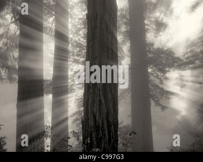 Redwood-Bäume in Lady Bird Johnson Grove. Redwood National und State Parks in Kalifornien Stockfoto