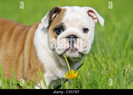 Englische Bulldogge, Welpen auf einer Wiese mit Löwenzahn Blume im Maul Stockfoto