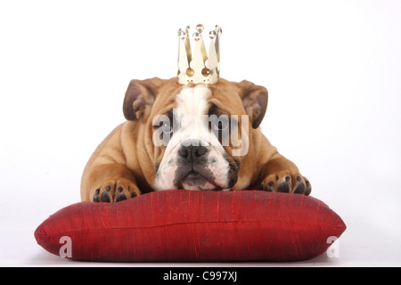 Englische Bulldogge. Welpe mit Krone auf den Kopf auf einem Kissen liegend Stockfoto