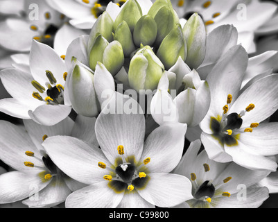 Nahaufnahme von Star of Bethlehem (Ornithogalum) Stockfoto