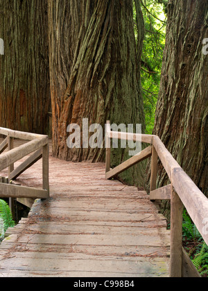 Brücke über den Creek Redwood National und State Parks in Kalifornien Stockfoto