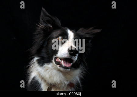 Border-Collie vor schwarzem Hintergrund Stockfoto