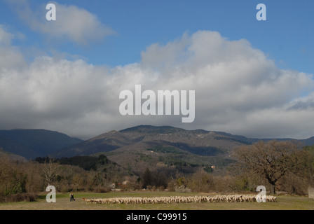 Hirt mit Schafbeweidung am Fuße der Cevennen Berge des Massiv Central in der Nähe von Le Vigan in Gard, Südfrankreich Stockfoto