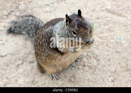 Kalifornien Grundeichhörnchen (Otospermophilus Beecheyi) Stockfoto