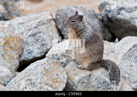 Kalifornien Grundeichhörnchen (Otospermophilus Beecheyi) Stockfoto