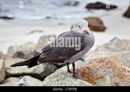 Heermann Möwe (Larus Heermanni) Stockfoto