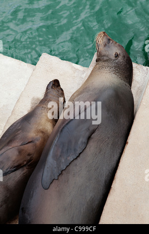 Seelöwen ruhen in den Hafen von Puerto Baquerizo Moreno-Stadt, San Christobal Insel, Galapagos, Ecuador. Stockfoto