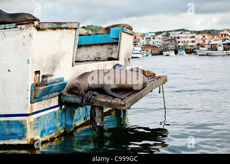 Seelöwen ruhen in den Hafen von Puerto Baquerizo Moreno-Stadt, San Christobal Insel, Galapagos, Ecuador. Stockfoto