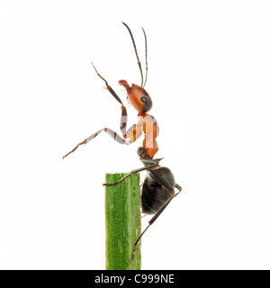 Südliche Waldante, Pferdeante (Formica rufa). Arbeiter auf einem Stamm Stockfoto