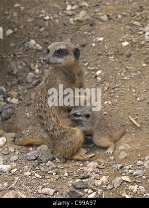 ERDMÄNNCHEN Suricata Suricatta Fütterung Welpen Stockfoto