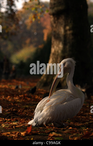 Ein Pelikan in St James Park, London Stockfoto