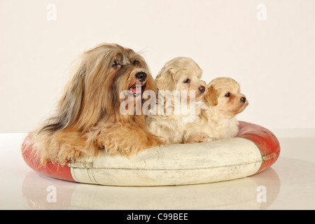 Havanes Hund und zwei Welpen auf Schwimmring Stockfoto