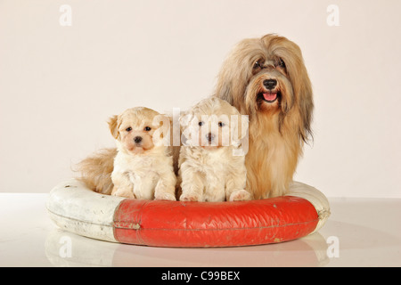 Havanes Hund und zwei Welpen auf Schwimmring Stockfoto