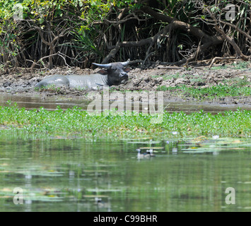 Wasserbüffel ruht im schlammbad in der Gelben Wasser Feuchtgebiete, Kakadu National Park, Top End, Northern Territory, Australien Stockfoto