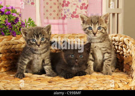 Hauskatze drei Kätzchen (29 Tage) liegen Stockfoto