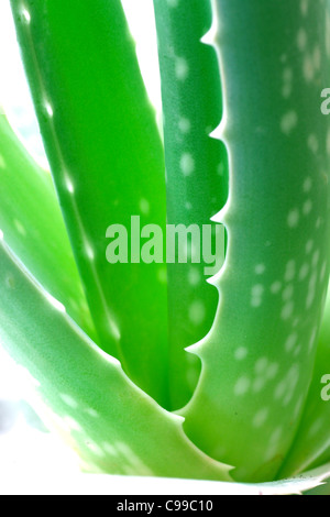 Detailansicht der Aloe Vera Blätter Stockfoto