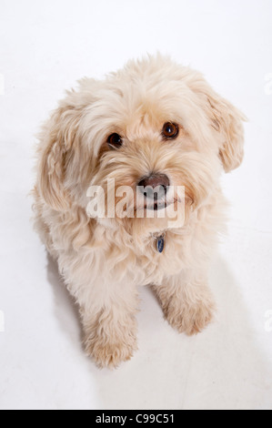 Kleine niedliche Off-White-Terrier Hund. Stockfoto