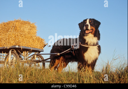 Berner Sennenhund ziehen Karren mit Stroh Stockfoto