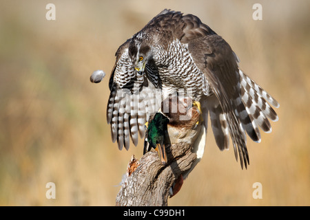Habicht, Accipiter Gentilis, einzigen weiblichen Gefangenen Vogel auf tote Stockente, Warwickshire, November 2011 Stockfoto