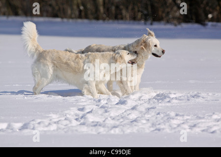 zwei Golden Retriever Hunde Schnee Stockfoto