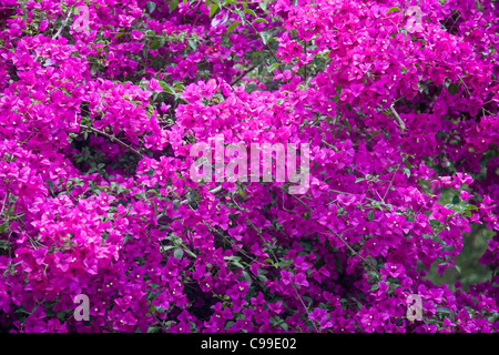 blühende Bougainvillea in Sydney, Australien Stockfoto