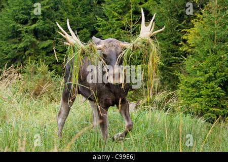 Eurasischen Elch auf Wiese / Alces Alces Stockfoto