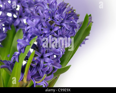 blaue Hyazinthe Blumen, Nahaufnahme Schuss für Hintergrund Stockfoto