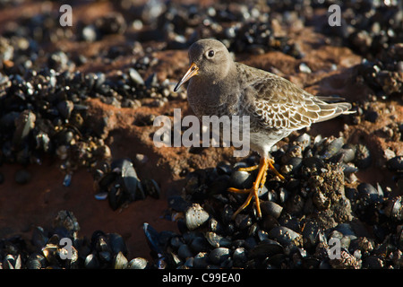 Lila Sandpiper stehend auf einer Muschel-Bett. Stockfoto