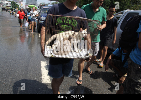 Menschen Sie tragen Katze Flucht aus ihrer Heimat, Hochwasser auf Straße, Pathum Thanni Provinz, Thailand Stockfoto