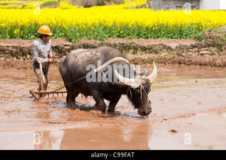 Ein lokaler Landwirt und seinen Büffel bis das Feld mit Raps Blüte als Hintergrund, Provinz Anhui, China. Stockfoto