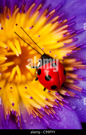 Nahaufnahme von roten Marienkäfer auf lila Seerose Stockfoto