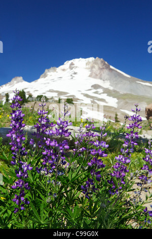 Satz von violetten Lupinen Blumen mit Weichzeichner Schnee bedeckt Berge und blauer Himmel im Hintergrund Stockfoto