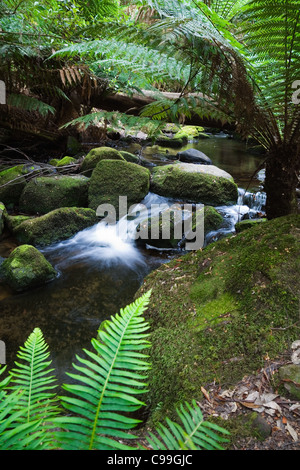 Bergbach im Mount Field National Park, Tasmanien, Australien Stockfoto