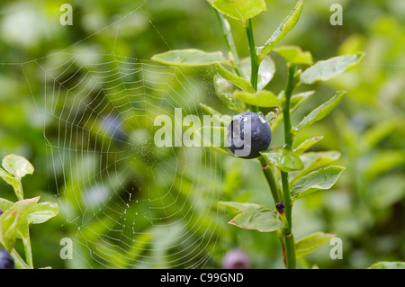 Blaubeer-Sträucher - Wald-Produkt - mit Spinnennetz Stockfoto