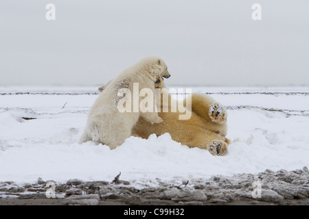 Eisbär (Ursus Maritimus) Mutter mit jungen spielen auf verschneiten Küstenlinie von Beaufort-See bei Kaktovik, Alaska im Oktober Stockfoto