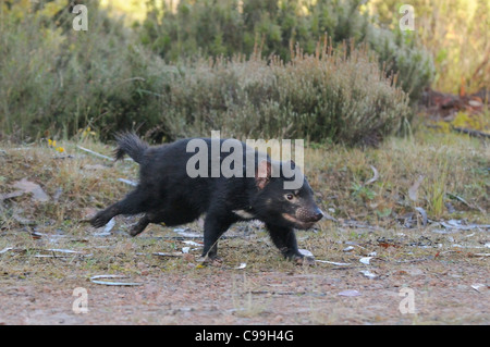 Beutelteufel Sarcophilus Harrisii läuft in der Nähe von Cradle Mountain, Tasmanien, Australien fotografiert Stockfoto