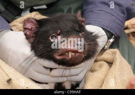 Beutelteufel Sarcophilus Harrisii Gefangenschaft Teufel mit Krebs - DFDT fotografiert in Cradle Mountain, Tasmanien, Australien Stockfoto