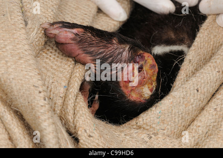 Beutelteufel Sarcophilus Harrisii Krebs am Bein des Teufels - DFDT fotografiert am Cradle Mountain, Tasmanien, Australien Stockfoto