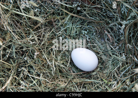 Hühnereier im nest Stockfoto