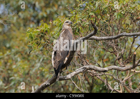 White-bellied Seeadler Haliaeetus Leucogaster Juvenile flügge nur Bilder aus dem Monat in Tasmanien, Australien Stockfoto