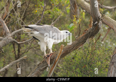 White-bellied Seeadler Haliaeetus Leucogaster Erwachsenen thront im Baum essen Fisch fotografiert in Tasmanien, Australien Stockfoto