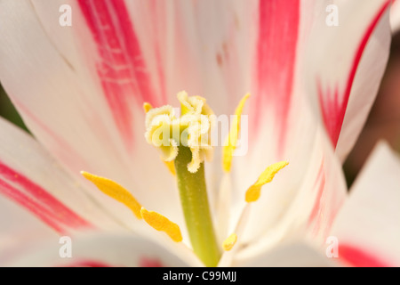 Tulpe Detail, Großaufnahme der Staubgefäße und Stempel Stockfoto