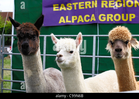 Drei Mitglieder der östlichen Region Alpaka Gruppe Stockfoto