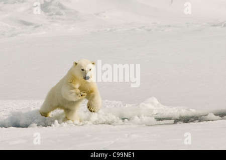 Heranwachsenden Polar Bear Cub (Ursus Maritimus) springen über schwimmende Packeis in der Meerenge von Hinlopen (Hinlopenstretet) in der Nähe von Wilhelmøya, Spitzbergen, Norwegen Stockfoto