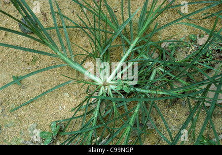 Crowsfoot Rasen oder Klettenlabkraut (Eleusine Indica) Verbreitung Fett tillering Rasen Stockfoto