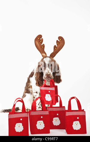 Weihnachtsgeschenke-Beutel mit englischen Springer Spaniel auf weißem Hintergrund Stockfoto